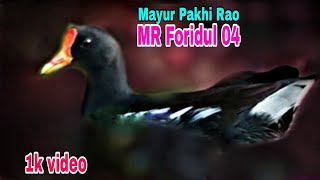 Mayur Pakhi Rao video MR Foridul 04 [upl. by Turrell]