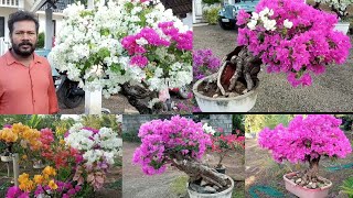 Bougainvillea Bonsai  Flowering Tips [upl. by Whipple317]