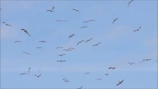 snow geese whiffling nov 14 2015 [upl. by Manvell]