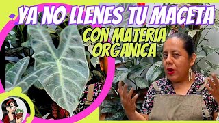 🤔La impactante verdad acerca de llenar de materia orgánica tus macetas [upl. by Archy]