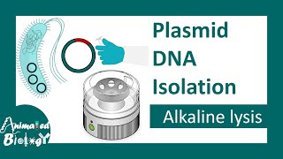 Plasmid DNA isolation  Alkaline lysis method  molecular biology [upl. by Ranilopa370]