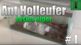 Old Lasius Niger Colony  Lasius Niger Update 1  Ant Holleufer [upl. by Eidnam74]