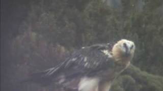 Bearded vultures Pyrenees [upl. by Chatwin]