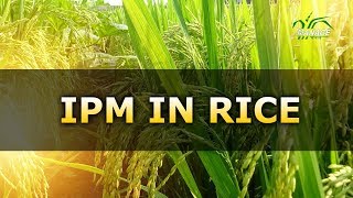 Integrated Pest Management IPM in Rice  Hindi [upl. by Kei]