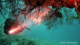 Maldives Paralenz Dive Camera testing [upl. by Jaquenette]