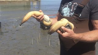 Searching for Geoducks on Vancouver Island [upl. by Ojimmas]