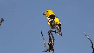 Picogrueso Amarillo Sureño Pheucticus chrysogaster Souther Yellow Grosbeak [upl. by Notneuq415]