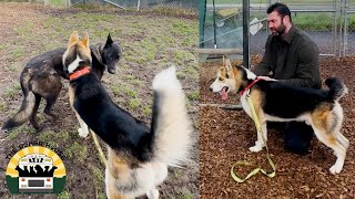 We went back to our local shelter to foster two more beautiful dogs  Lee Asher [upl. by Adnilrem]