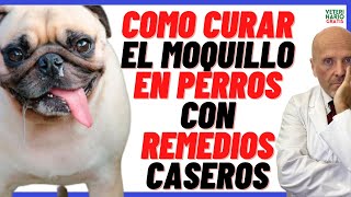 ¿CÓMO CURAR EL MOQUILLO EN PERROS CON REMEDIOS CASEROS ADULTOS Y CACHORROS [upl. by Bonnie]