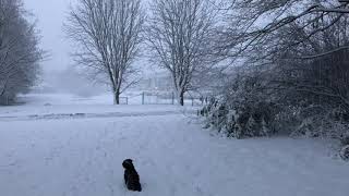 Sneeuwbeelden Nederland  Prachtig landschap Pijnacker met hond [upl. by Rosalie]