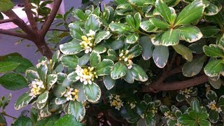 Plants Growing Needs Growing Variegated Pittosporum Plants  Pittosporum Plant Care  RM Garden [upl. by Ancel]