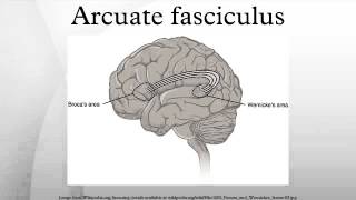 Arcuate fasciculus [upl. by Subak932]