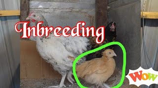 Inbreeding is the beginning of problems in poultry [upl. by Novehc]