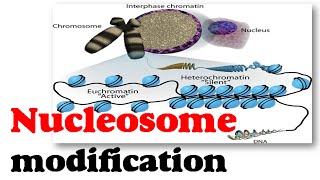 Nucleosome modification [upl. by Yrad]