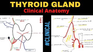 Thyroid Gland Anatomy 33  Clinical Anatomy [upl. by Gabel832]