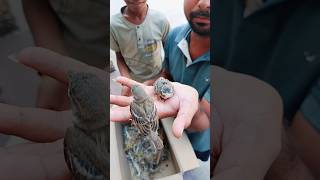 Chin se mangai chidiya ke bacche shortvideo kabutar brijesh budgies india bhilwara love [upl. by Ribaudo260]