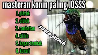 masteran konin pilian paling joss [upl. by Almeda]