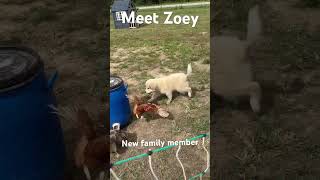 Meet Our New Homestead Buddy A Heartwarming Arrival homestead greatpyrenees pets [upl. by Aneele966]