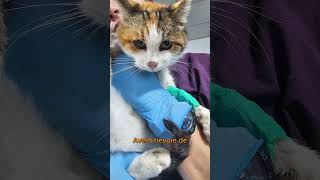 Update despre Arabella donateforcats [upl. by Spring]