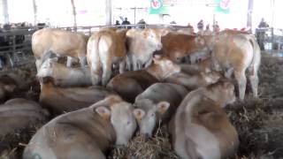 FIERA DEL BESTIAME MUCCHE E VITELLI E DELLA AGRICOLTURA A CARMAGNOLA TO 9  3  2014 [upl. by Evars]