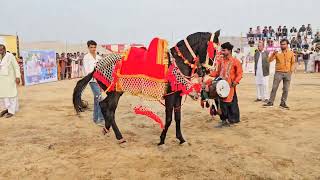 chunni wala ghoda lagakar aaya chunni।।horse।ghoda।।horse dance 0053 [upl. by Eiclehc]