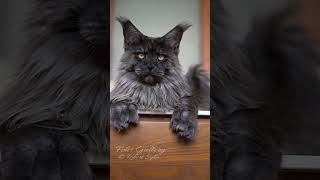 Polydactyl paws of Maine Coon cat [upl. by Huckaby]