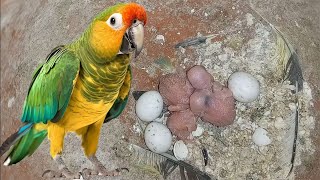 eclectus parrot from eggs until fly [upl. by Dnomar]