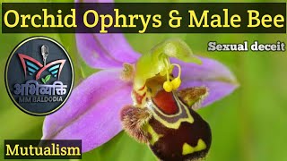 Orchid Ophrys and Bee Pollinator pseudocopulation Sexualdeciet Coevolution Mutualism [upl. by Sualohcin779]