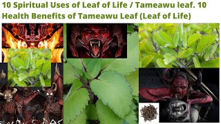 10 Spiritual Uses of Leaf of Life  Tameawu leaf 10 Health Benefits of Tameawu Leaf Leaf of Life [upl. by Selinski478]