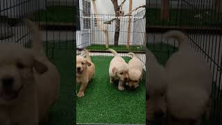 Golden retriever puppies birds animals dog [upl. by Yrrot]