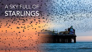 Stunning Starling Murmuration in Brighton UK  Wildlife Photography Vlog With the Canon R6 Mark II [upl. by Nekial]