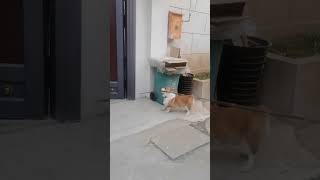 Corgi figures out how to carry oversized stick through gate [upl. by Laoj]