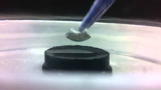 Meissner Effect  Magnetic Levitation 33 [upl. by Htiekram667]