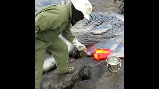 This is how geologists collect lava samples from an active volcano volcanoscience volcanoday [upl. by Anoniw]