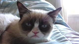 Sleepy Grumpy Cat [upl. by Comstock]