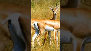 Antelope and Gazelles  Key Differences Explained animals deer [upl. by Couq]