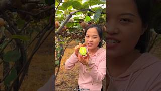 Amazing Fruit Farm  Harvesting Tasty Kiwi 🥝🥝 Fruit from Farm shorts fruit youtubeshorts [upl. by Salita]