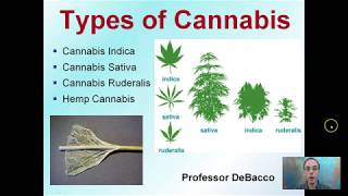 Types of Cannabis [upl. by Eanore161]