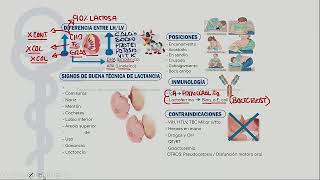 Pediatría  Mapas Mentales Pediatría [upl. by Sivahc]