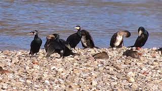 20240127 AALSCHOLVER PHALACROCORAX CARBO [upl. by Erolyat]