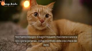 Somalo Il Gatto Vivace e Curioso  Guida Completa [upl. by Brieta691]