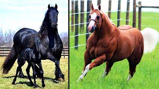 20 Most Powerful Horse Breeds in the World [upl. by Nois879]