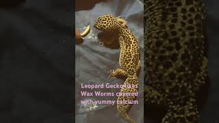 Leopard Gecko likes Wax Worms covered with yummy calcium [upl. by Milburt]