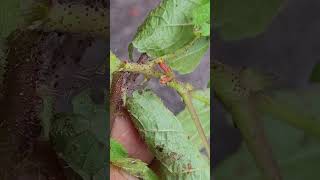 Tiny flowers of unidentified species  Boehmeria [upl. by Enihpad401]