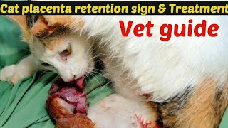 Retained placenta in cats treatment  Signs of a retained placenta in cats  Drhira saeed [upl. by Hidie]