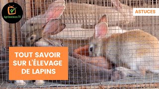 Astuces  Tout savoir sur l’élevage de lapins [upl. by Atsahs]