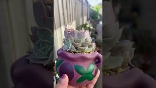 Echeveria Fiona’s Choice echeveria echeverias succulent succulentobsession succulentplant [upl. by Lertnahs42]