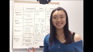 Carbohydrate Lipid and Protein Metabolism [upl. by Tedman]