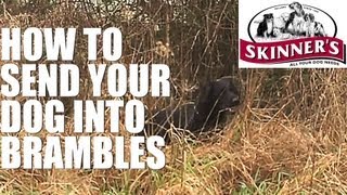 Gundog training tips  how to go into brambles [upl. by Lacie]