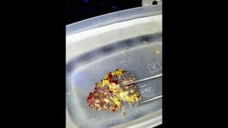 How To Remove Zoa Eating Nudibranch From Zoanthids [upl. by Wightman]